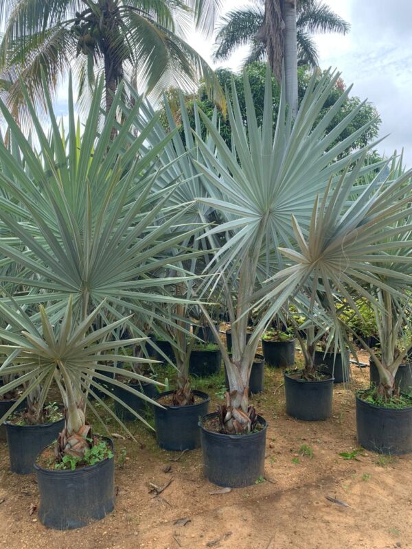 Palmeira Azul - Image 2