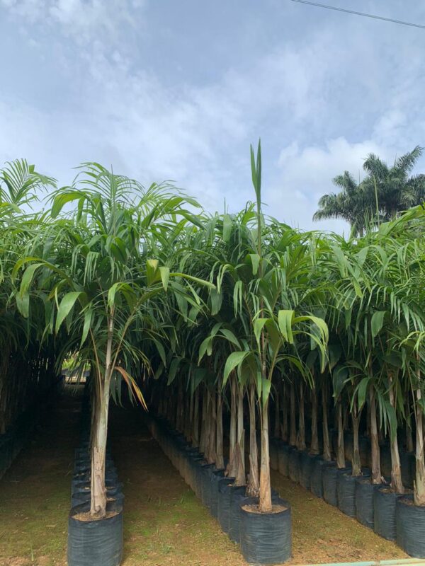 Palmeira